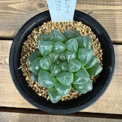 ハオルチア オブツーサ トゥルンカータ【397】