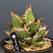 【CHAM】アガベ　チタノタ　シャーク【318】