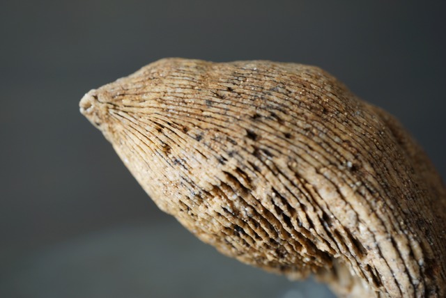 インディアナ州産四放サンゴ化石 Aulacophyllum sp. 1444