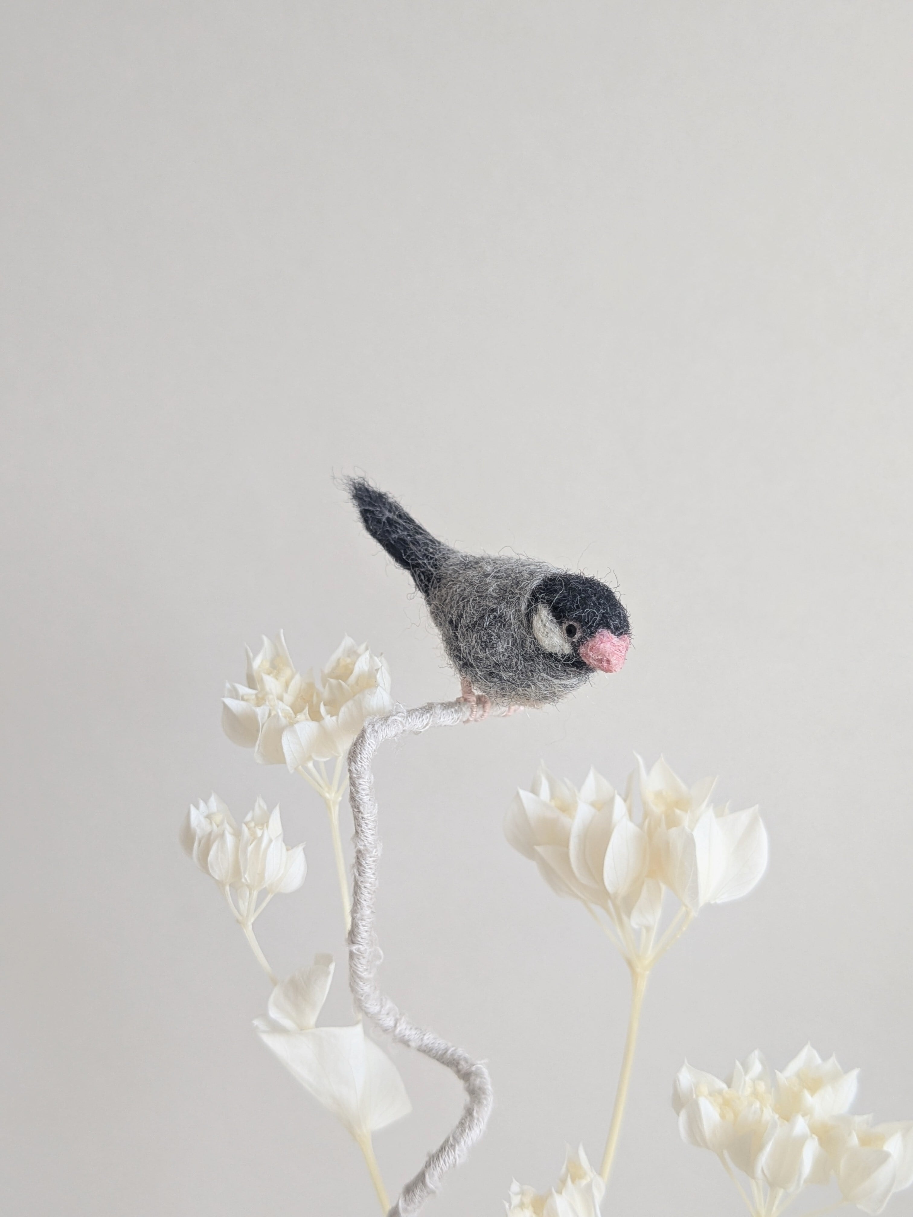 桜文鳥