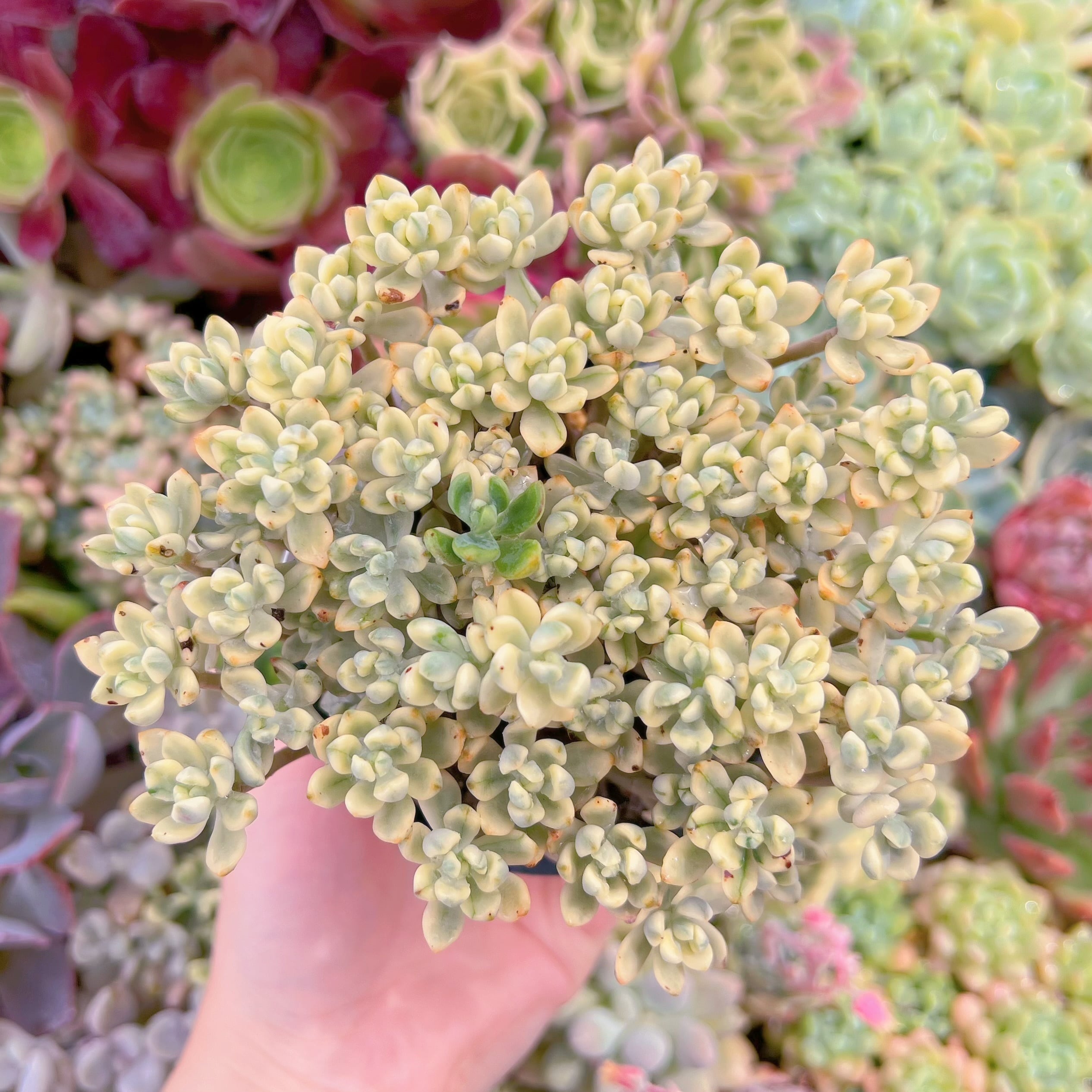 現品　マイキーシュガー錦#611　るる農園