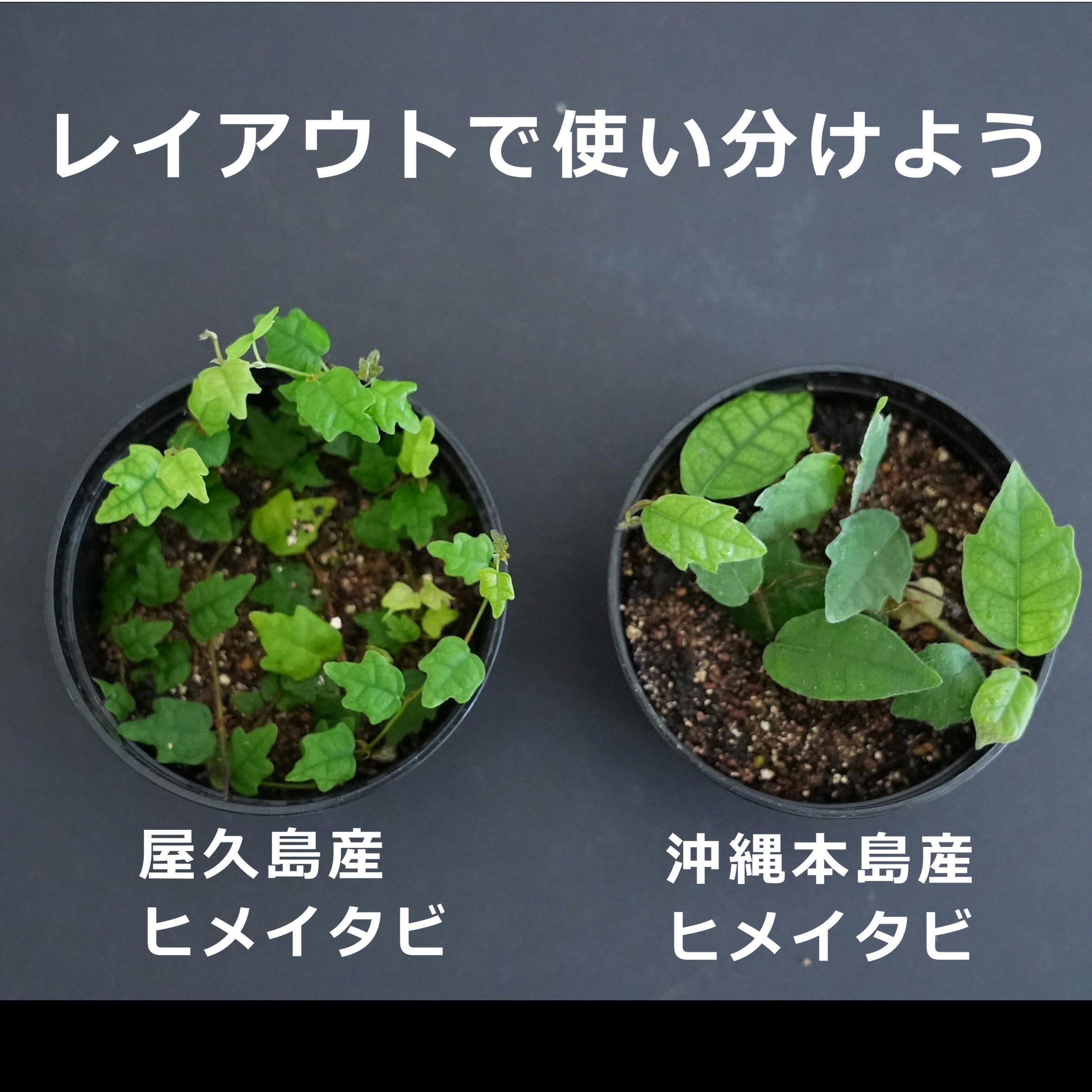 屋久島産ヒメイタビ Ficus thunbergii ｜苔テラリウム作製用素材◇壁面