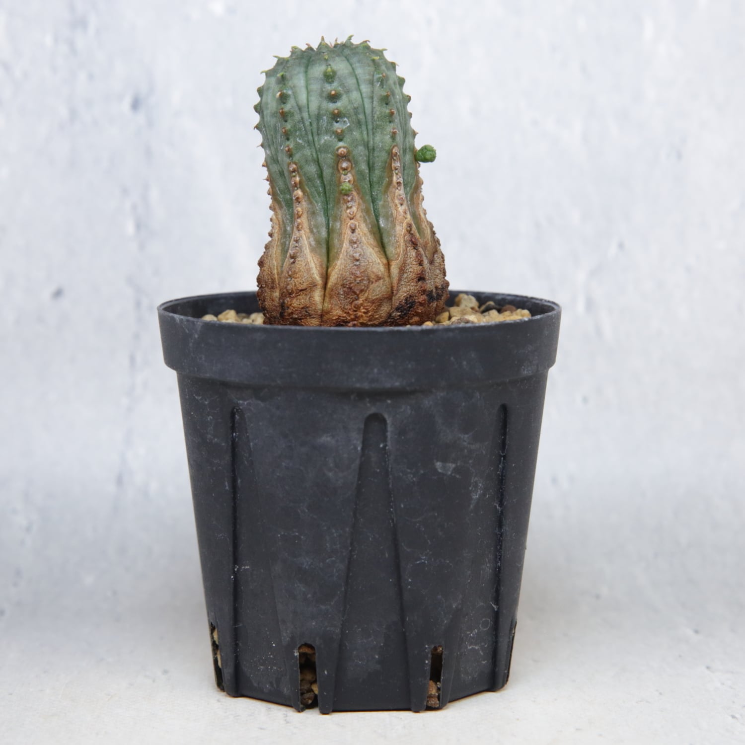 オベサ 綴化 約７センチ カキコ微根 カキコ株】木質化 オベサ / ユーフォルビア | LIGHTHOUSE.PLANTS