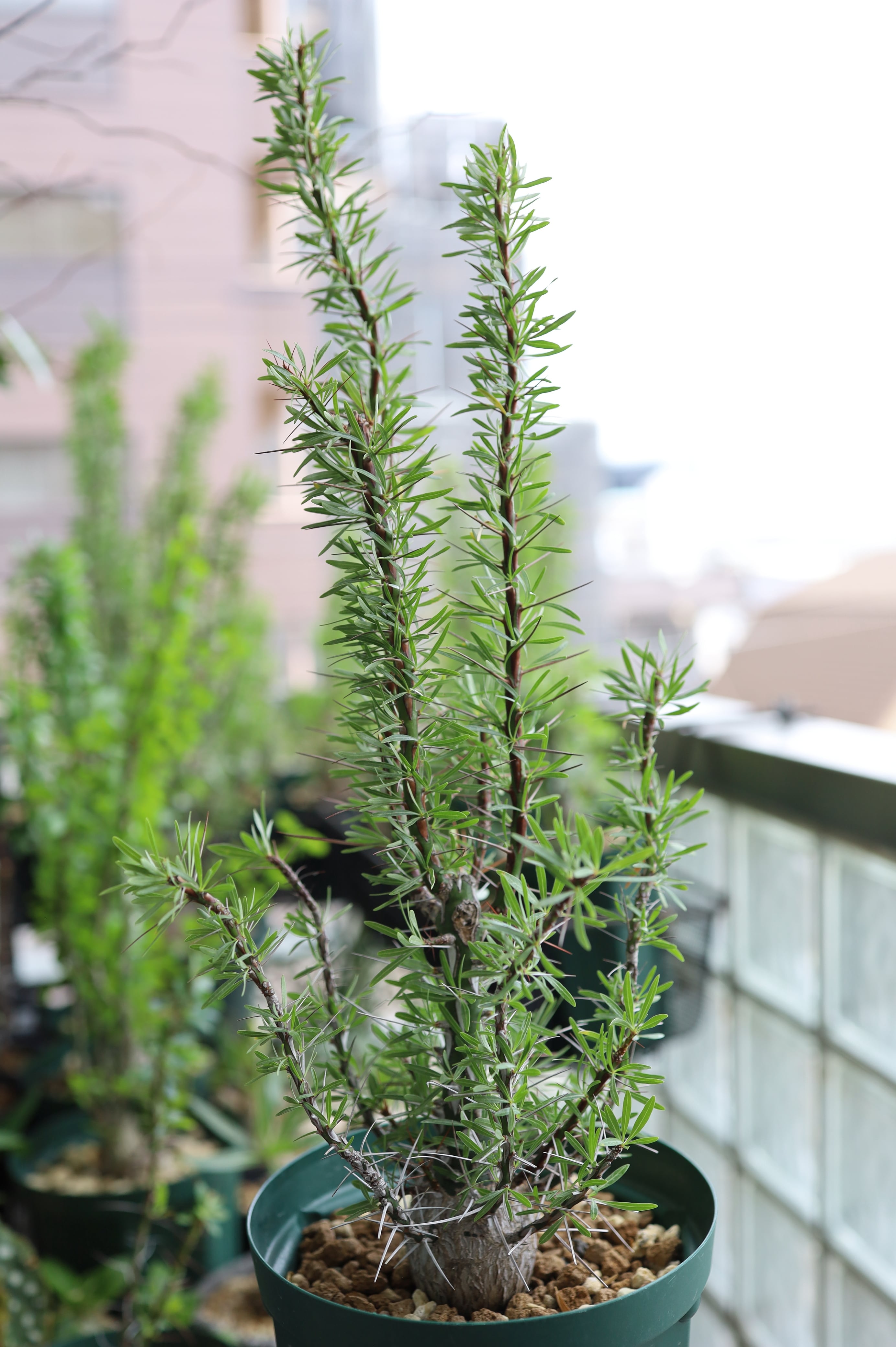 2026.05019_フォークイエリア・プルプシー | Fouquieria purpusii_004