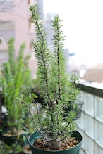 2026.05019_フォークイエリア・プルプシー | Fouquieria purpusii_004