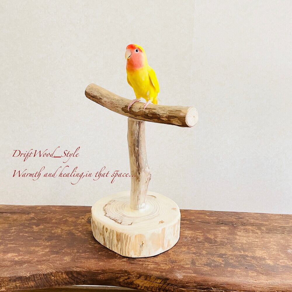 インコ マスキングテープ☘️インコグッズ☘️No.118-B✨