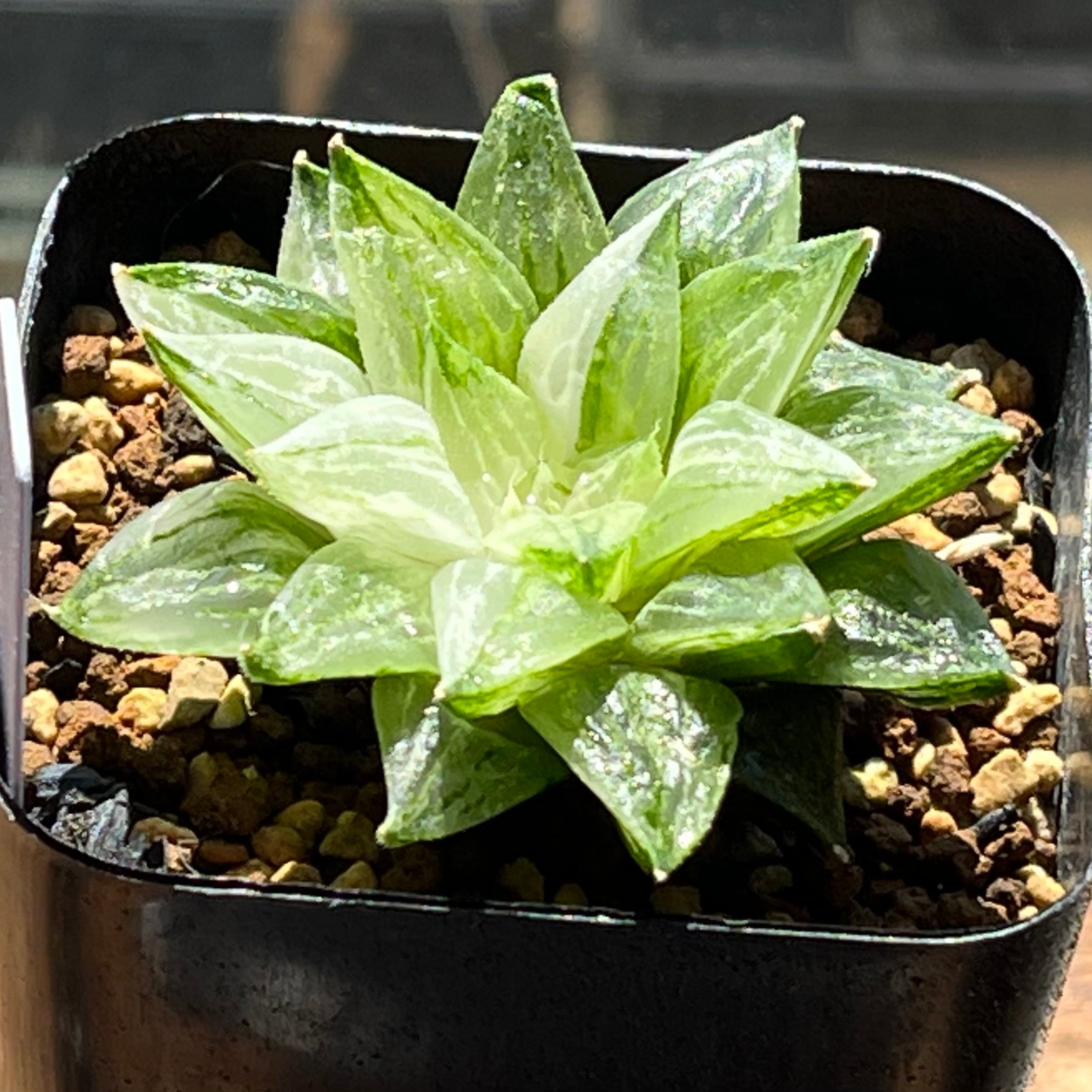 ハオルチア 火鳳凰錦 | mocono_plants