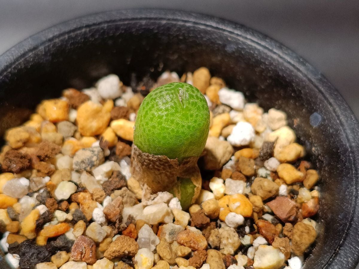Conophytum vanheerdei コノフィツム バンヒルディ | サボテンと多肉