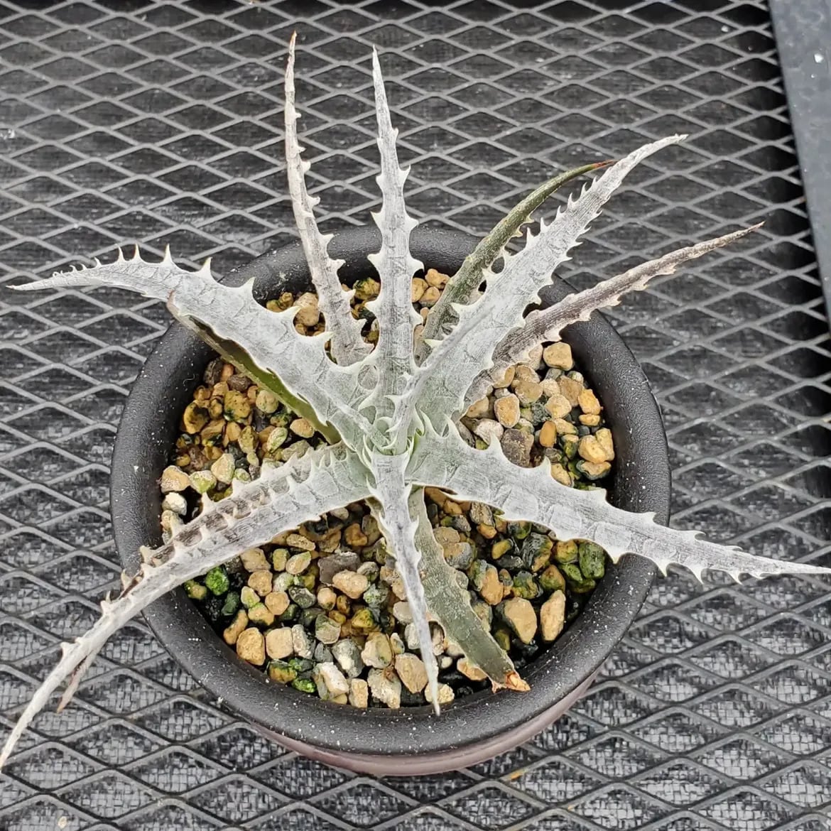 レアプランツ通販サイトPlants Maniax（プランツ・マニアックス）