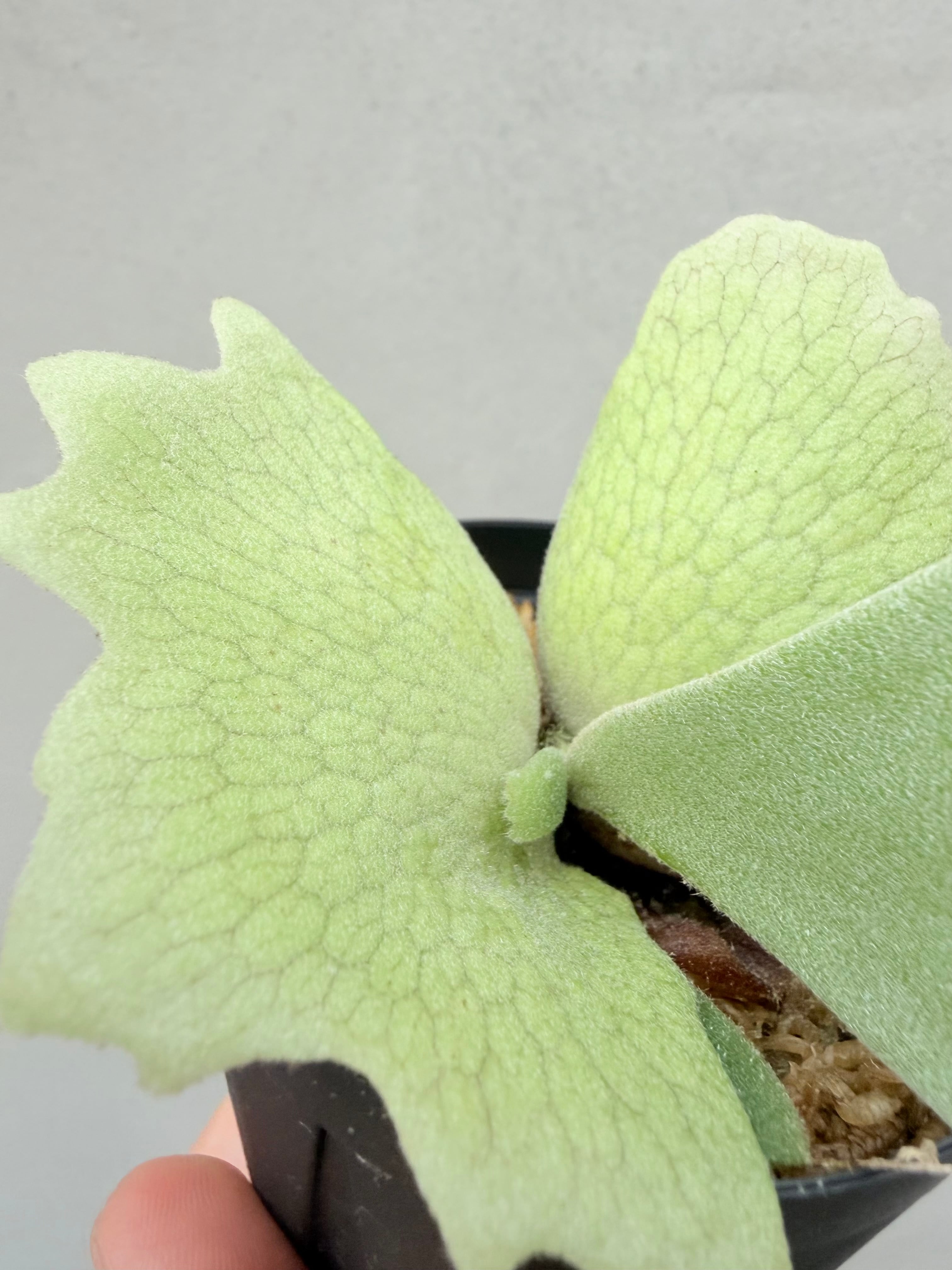 c) P. willinckii 'Frosty Maiden' spore grown ③ビカクシダ