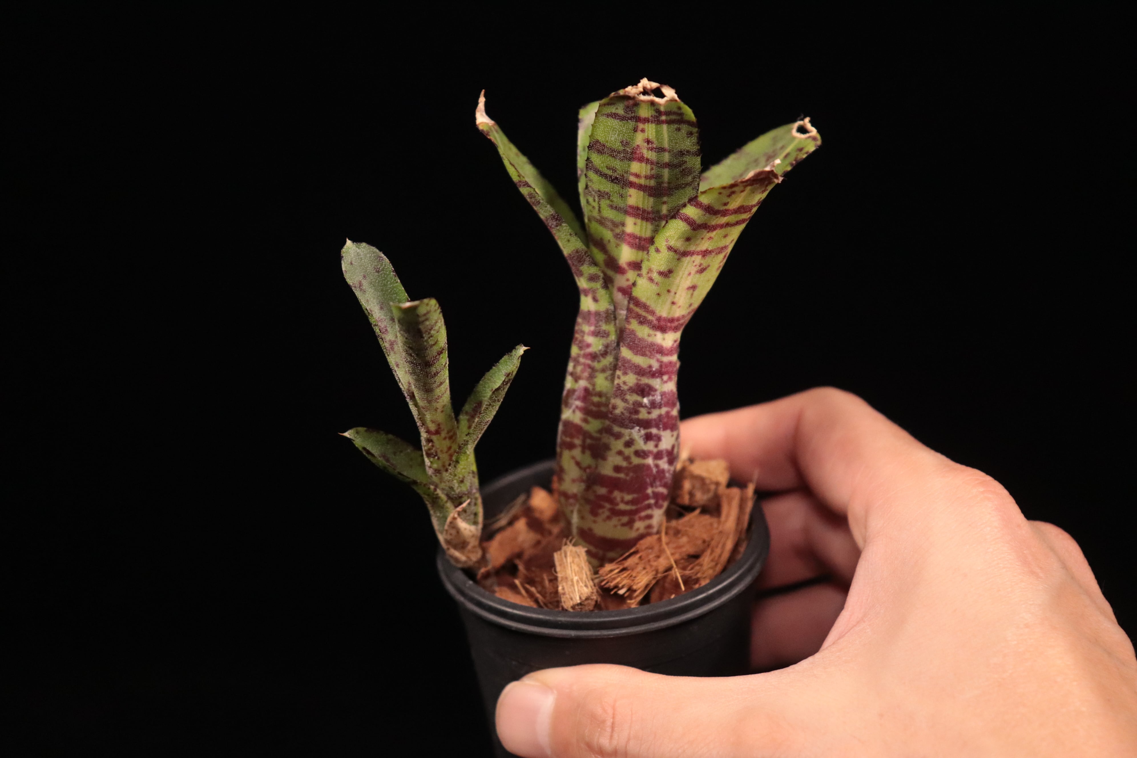 Neoregelia 'Snake Charmer'〔ネオレゲリア〕N0645 Neoregelia 'Snake Charmer'〔ネオレゲリア〕N0645