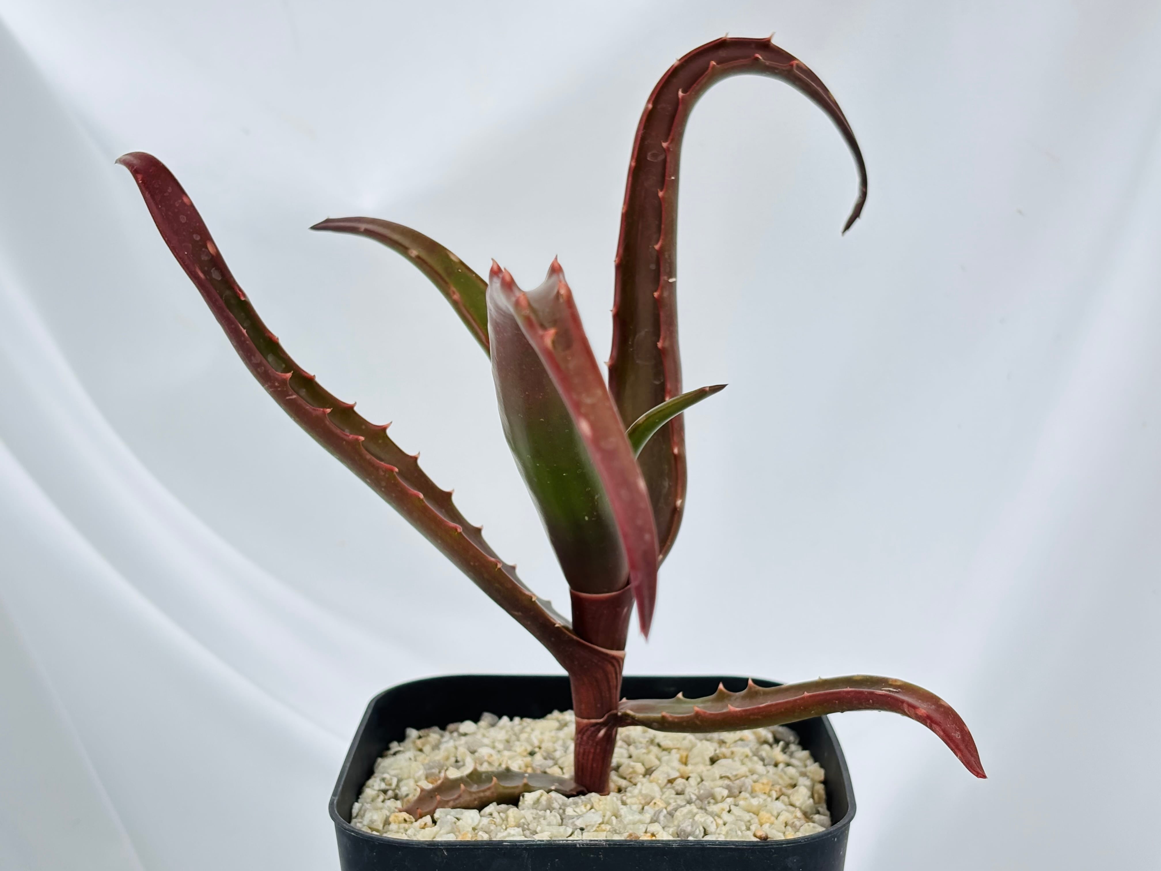 Aloe branddraaiensis アロエ ブランドレイエンシス | plants MARU