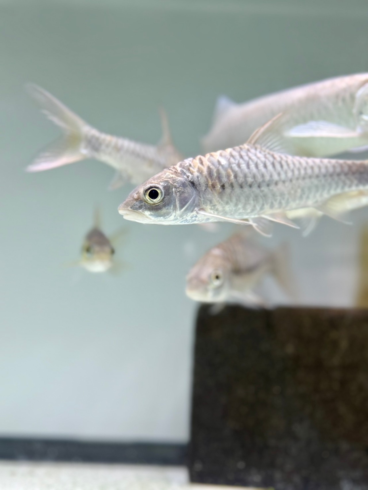 トール・シネンシス - 5