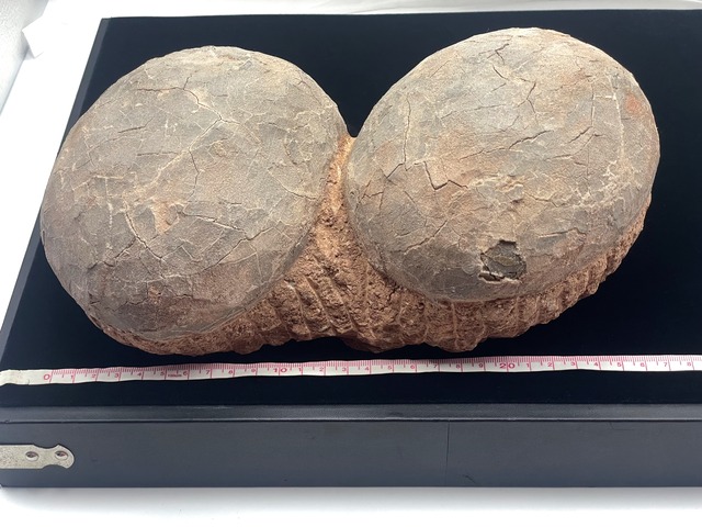 恐竜の卵の化石（レプリカ）