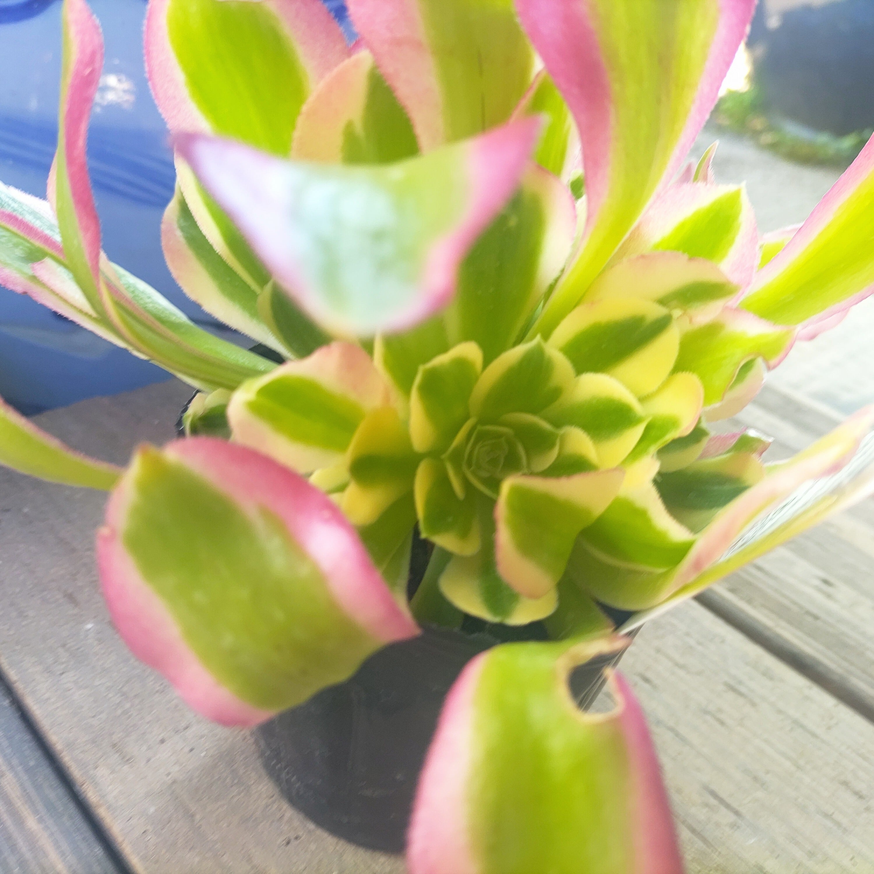 リバーストーン(アエオニウム) | RuPo 多肉植物専門店