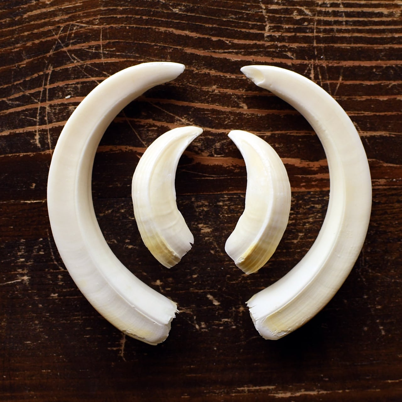 いのしし　牙　歯　まとめ イノシシの牙（上下・最長約7.8cm） | ほねとはね ONLINE SHOP