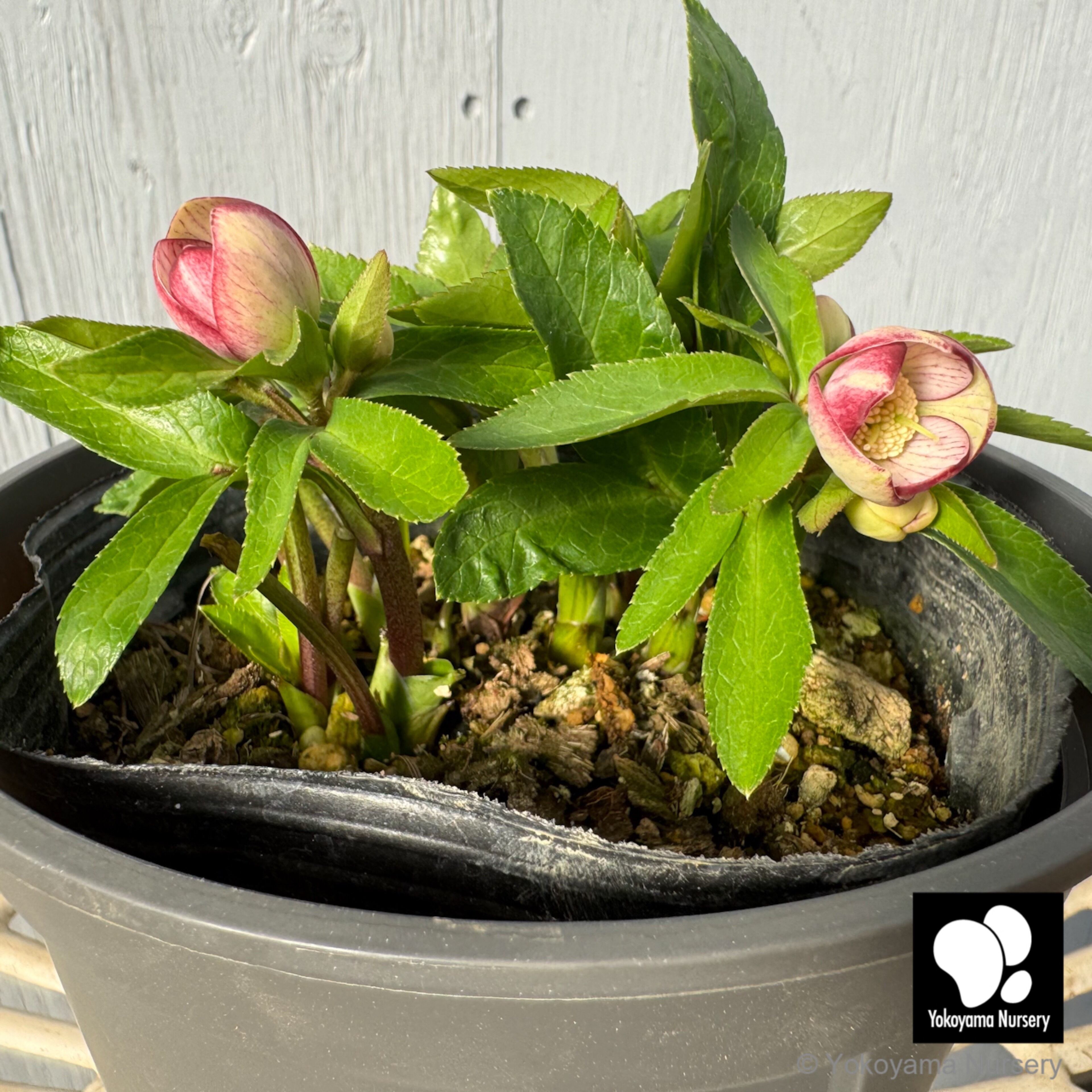 抽選販売】［5］ クリスマスローズ ベビードール イエロー ピコティー