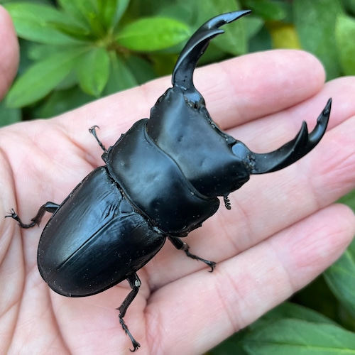 【美形・新成虫】山梨県甲斐市産オオクワガタペアCBF1個体(♂73mm) #7642