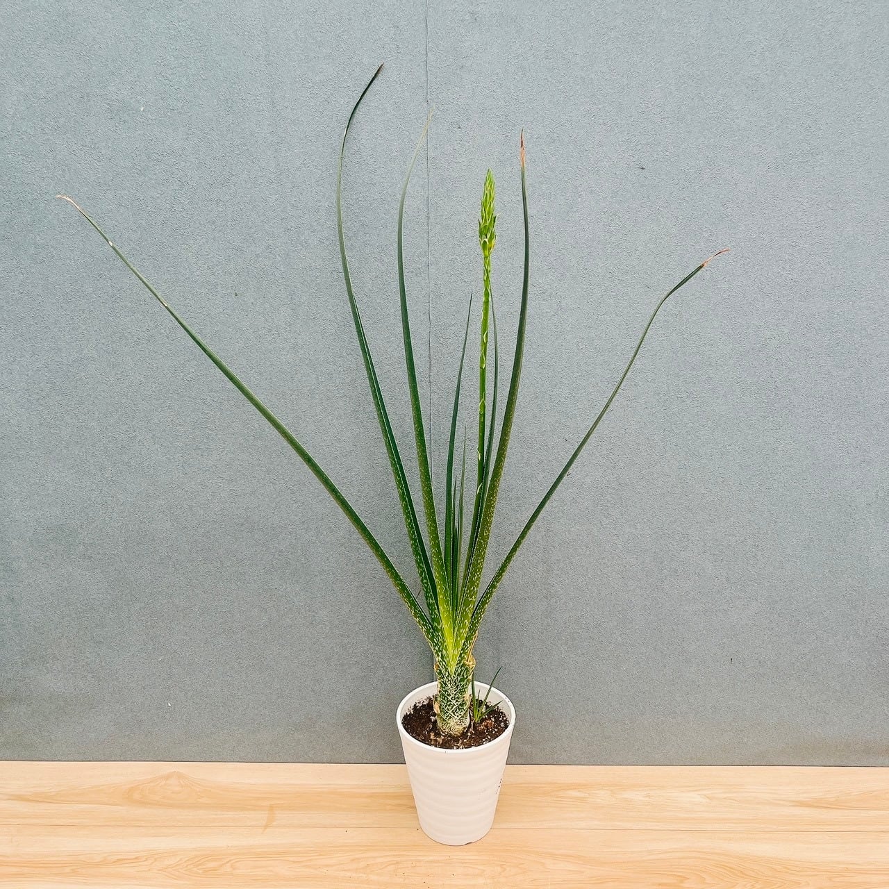 現品］3番 キンコウボク 7号 観葉植物 屋外 珍しい 金厚朴 香水 花