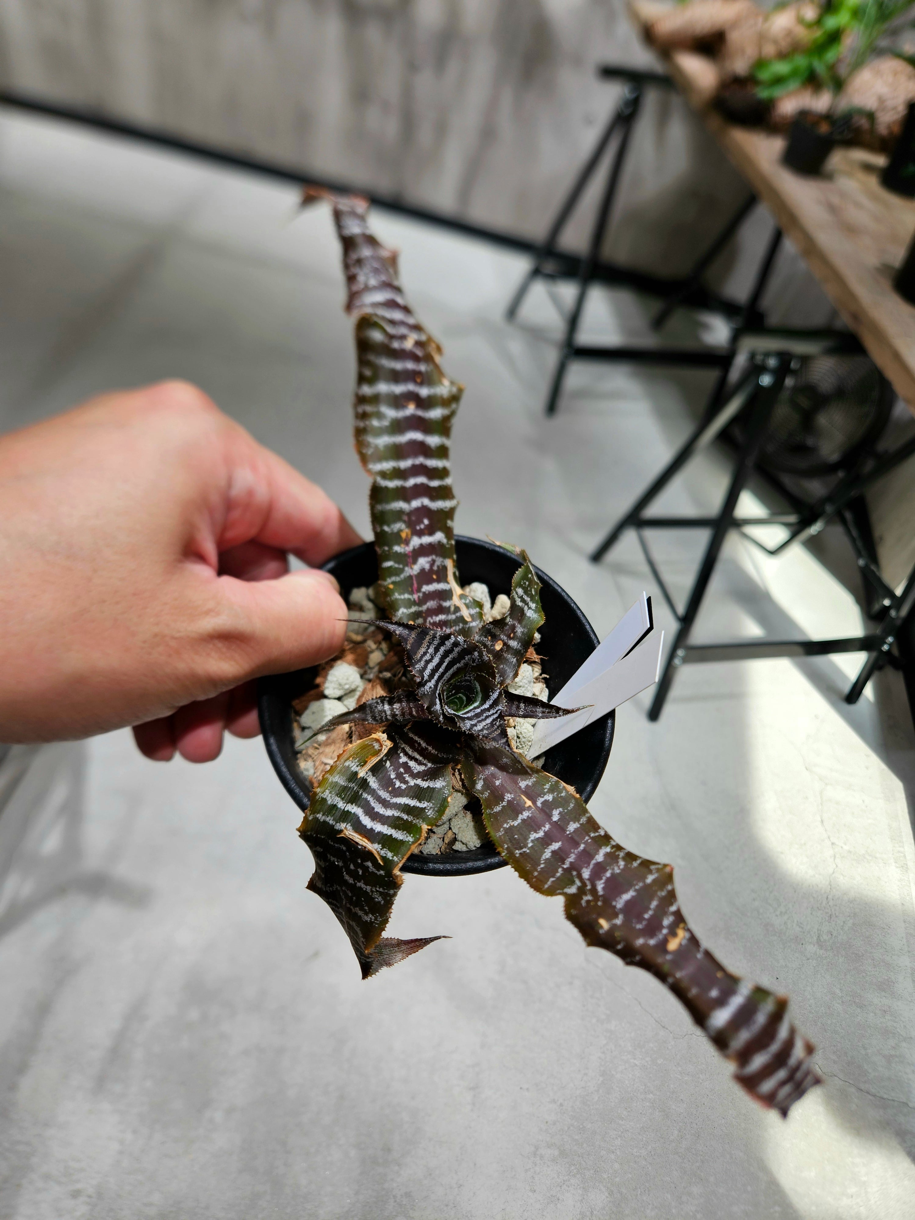 Cryptanthus Black Mystic 【artPLANTs/PLANTS GARAGE