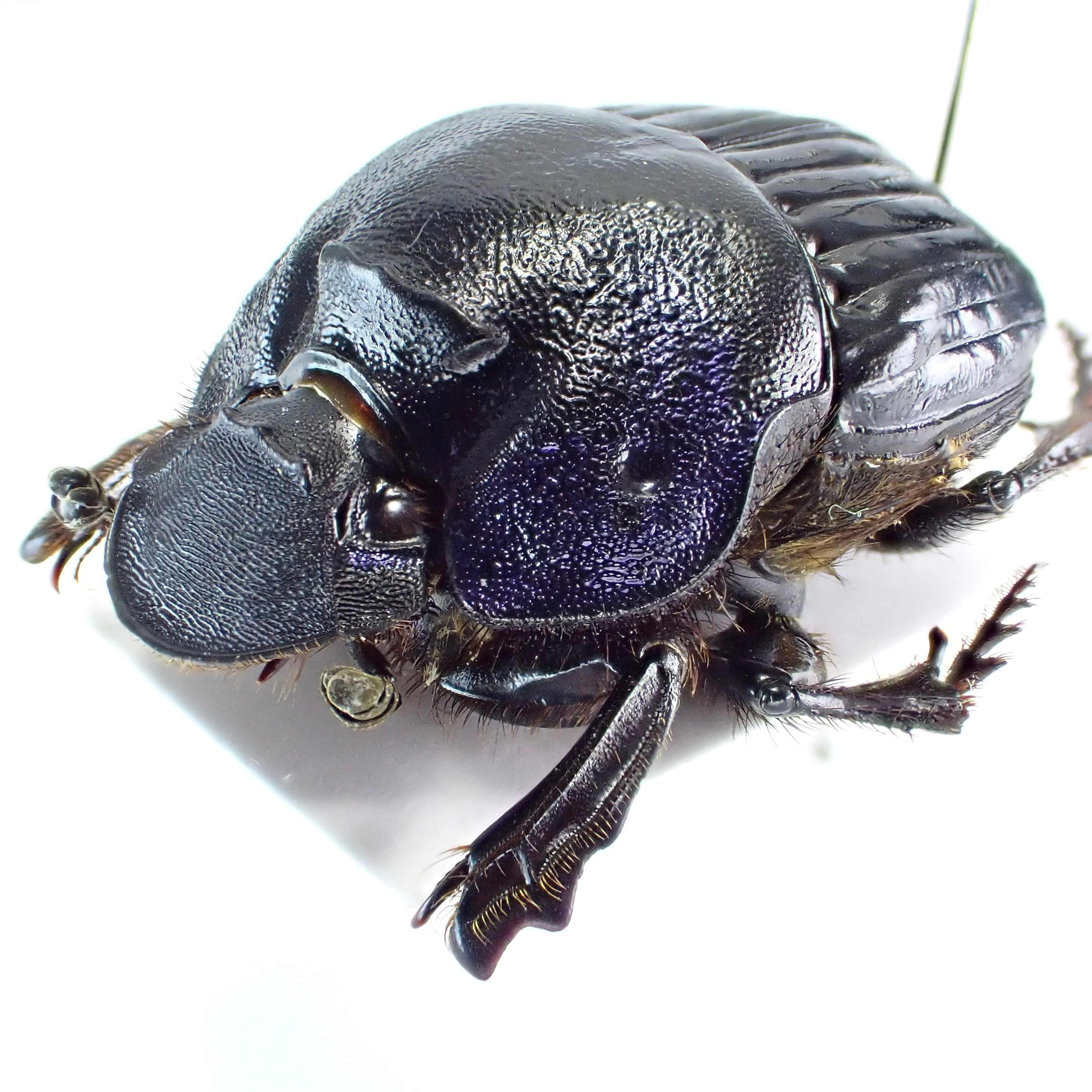 メキシコ産 Phanaeus blackalleri ♂♀ 20mm/22mm | 昆虫標本 Diggers