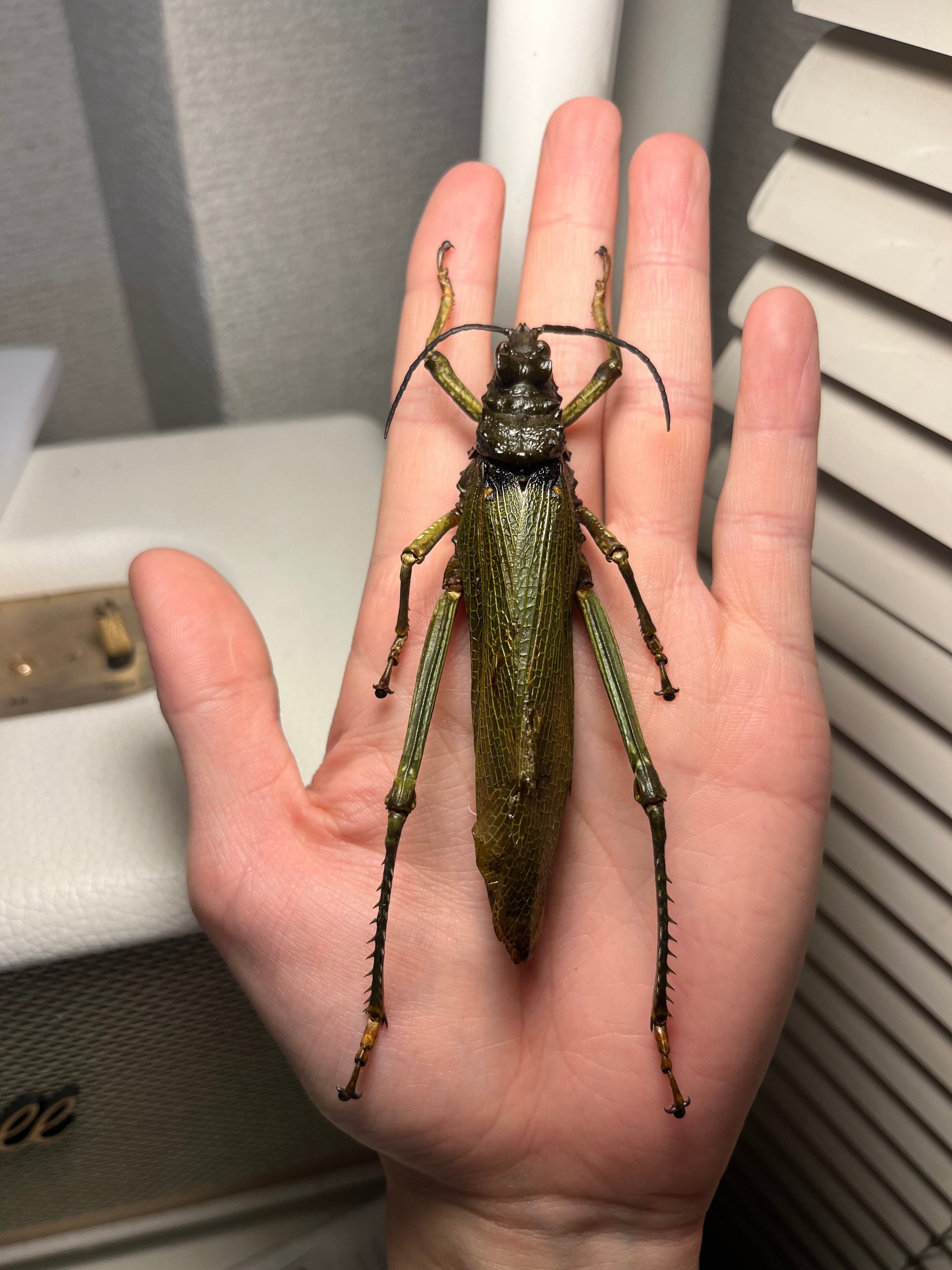 顎特大】オオアゴヘビトンボ ペルー産 奇蟲 タランチュラ ムカデ 標本