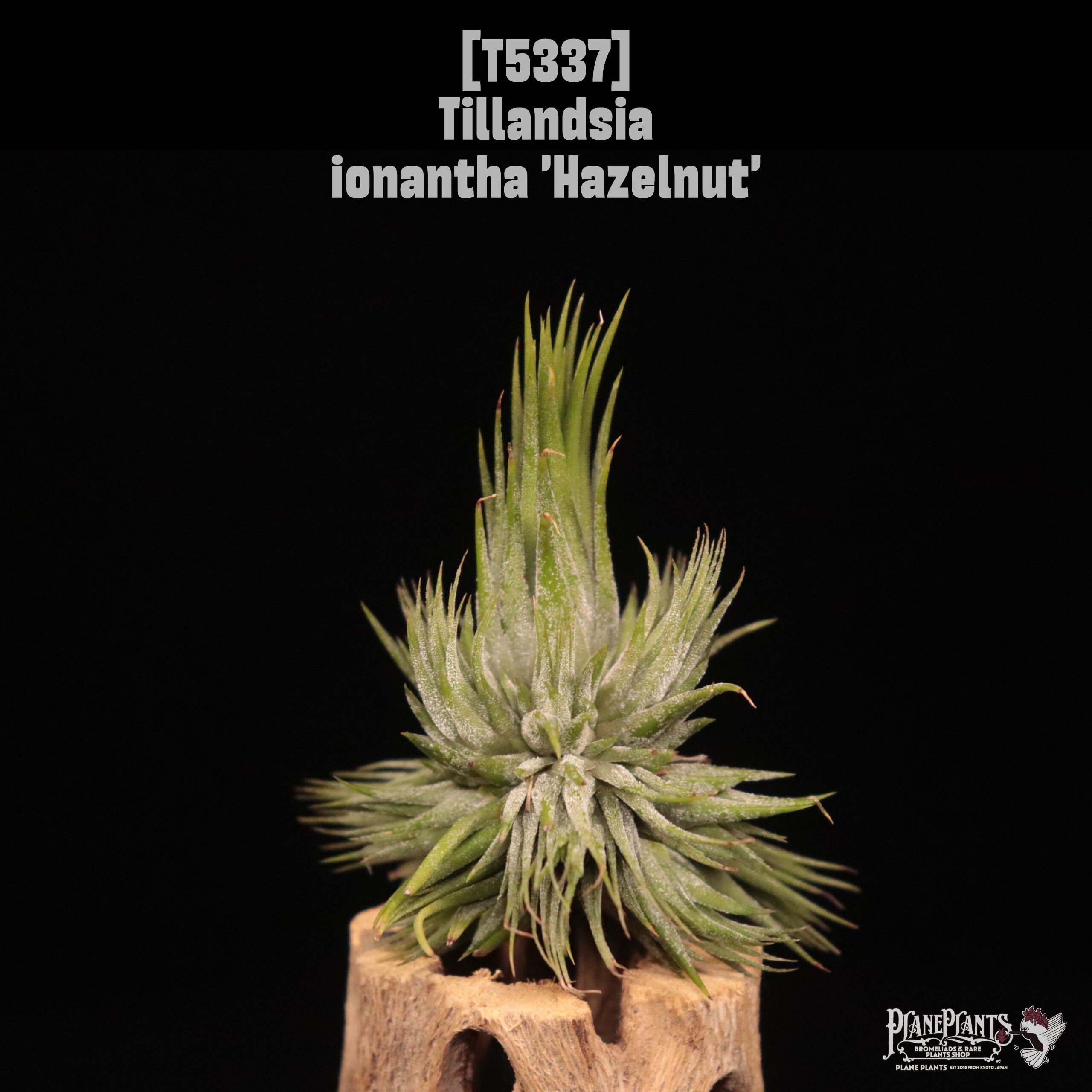 【送料無料】ionantha 'Hazelnut' Clump〔エアプランツ〕現品発送T5337