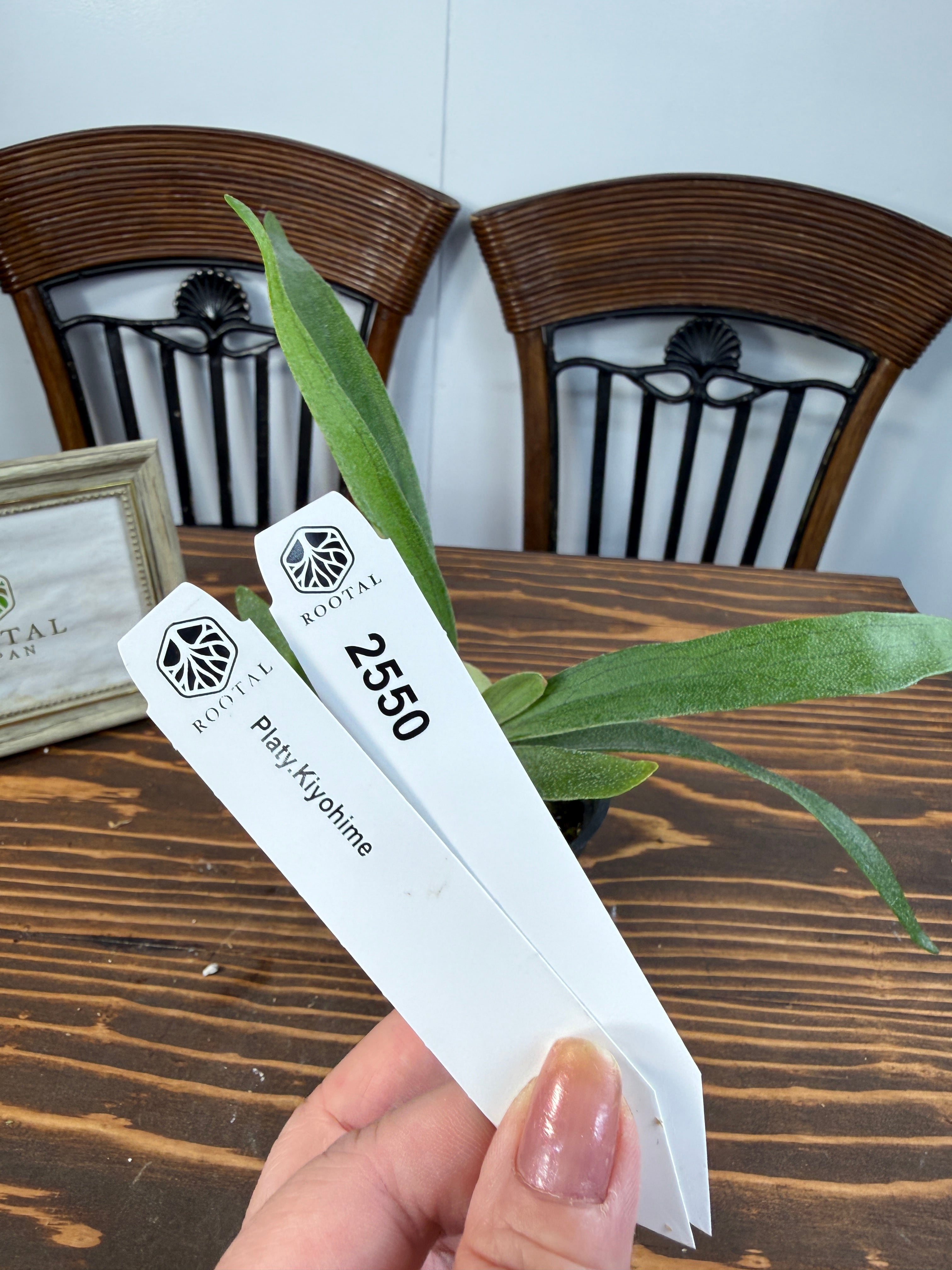 ★2550【美しき交配のかたち】ビカクシダ キヨヒメ(3号硬質ポット)