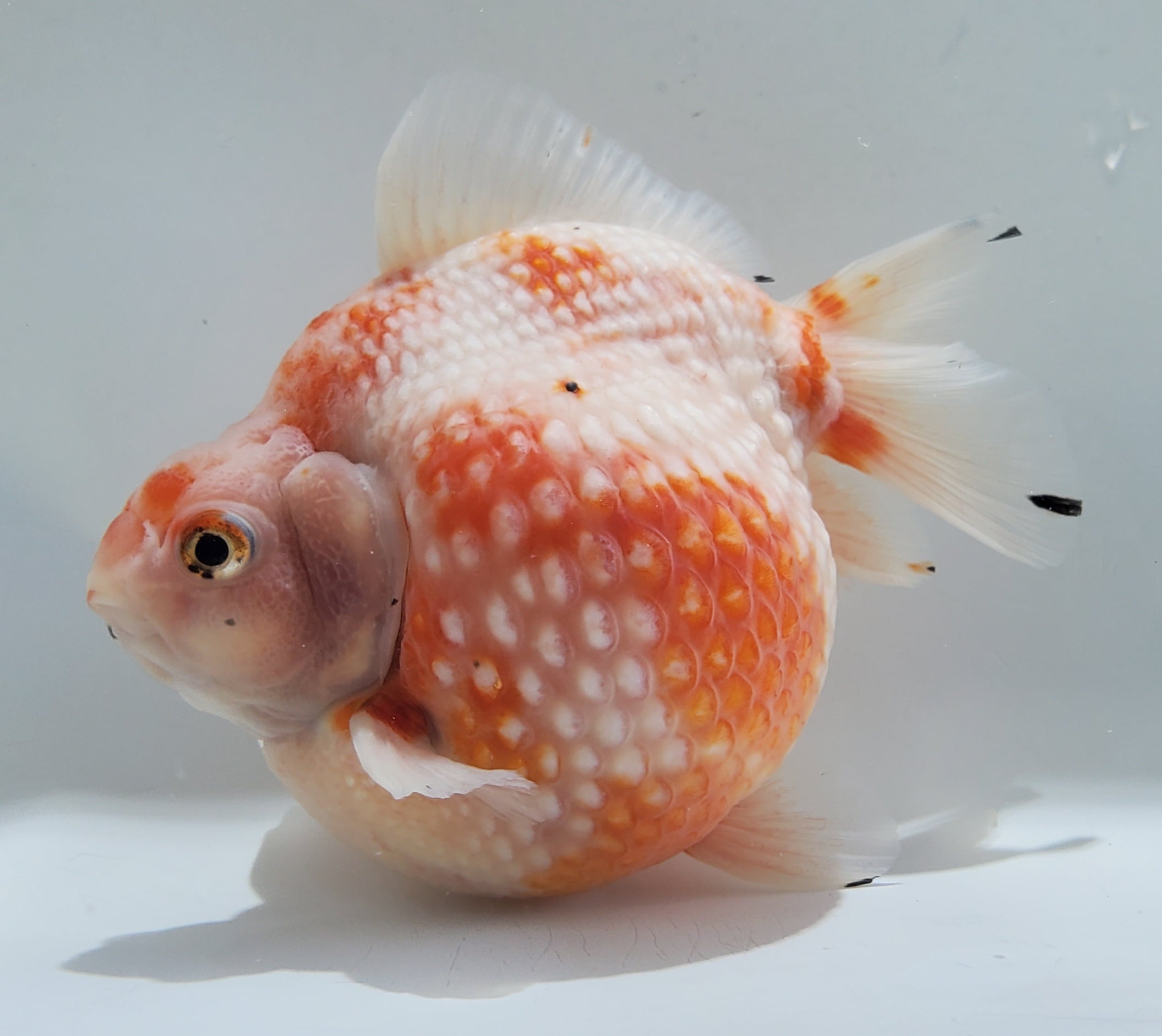 薩摩産 大ピンポンパール 14㎝前後 | 金魚と両生類のお店 さだお