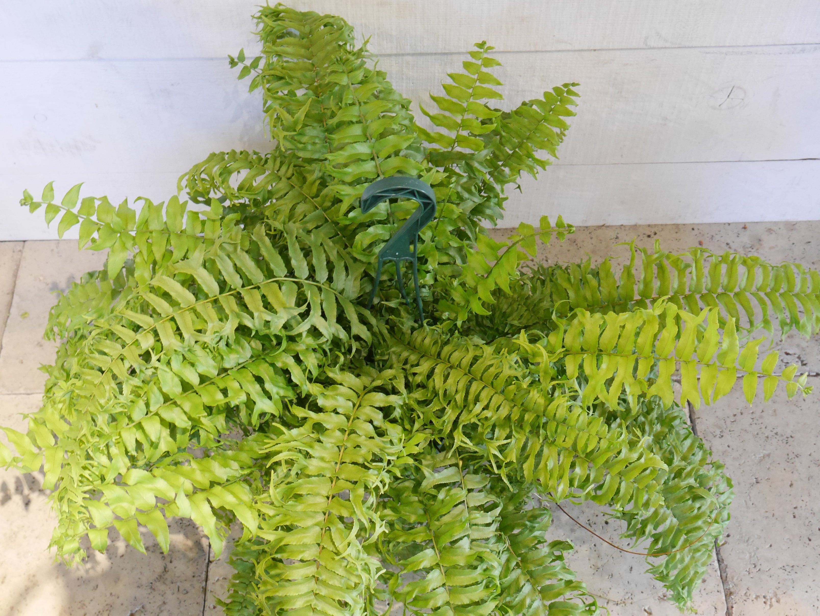 ホウビカンジュ ネフロレピス ビセラータ 特大 シダ植物 タマシダ
