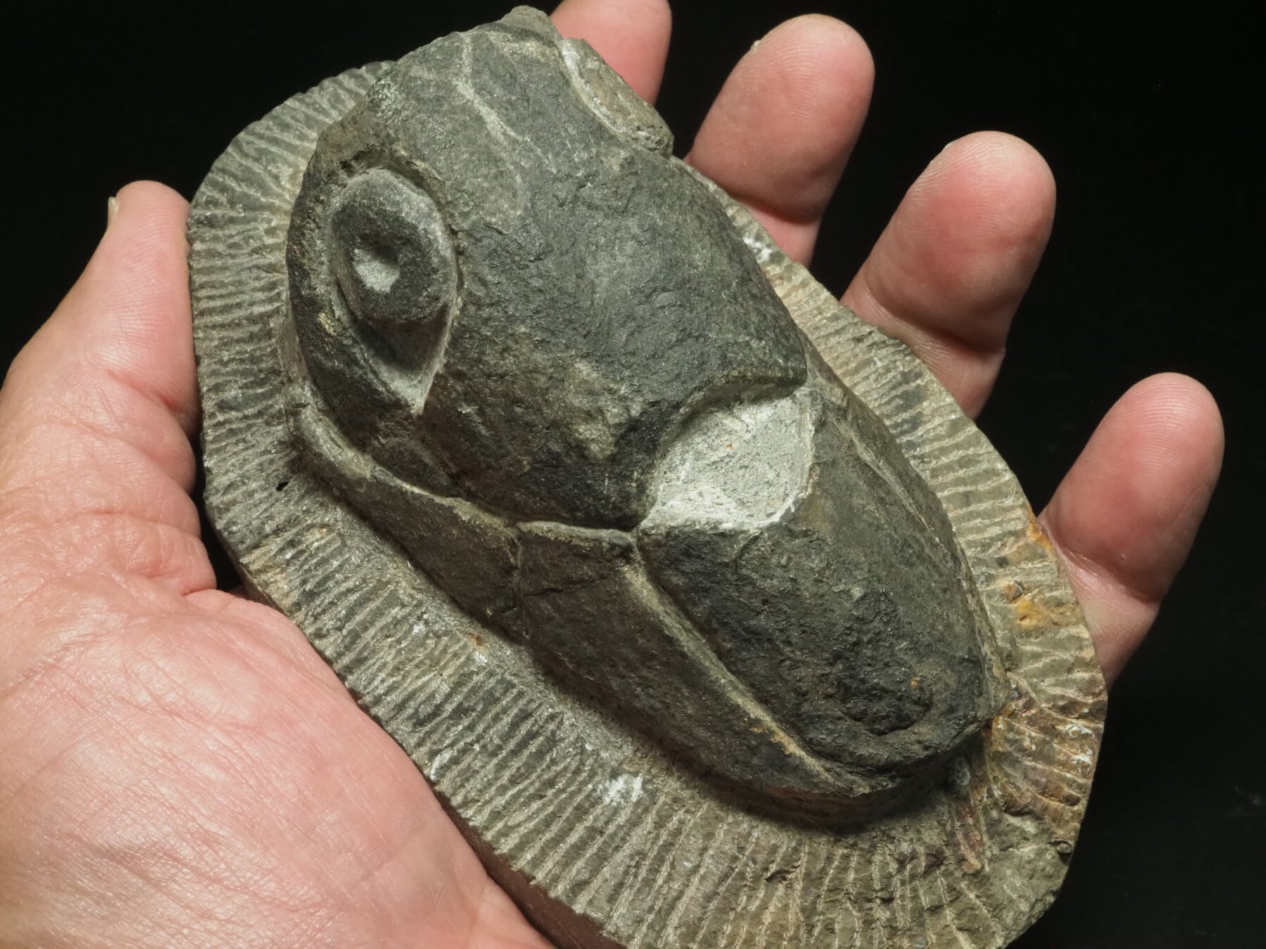 激レア！甲冑魚の化石【Enseosteus marocanensis】【599g