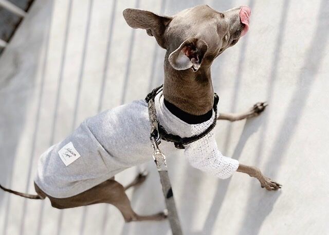 大型犬服 ラグランTシャツ BL 犬服型紙・犬服教室のセレブドッグ