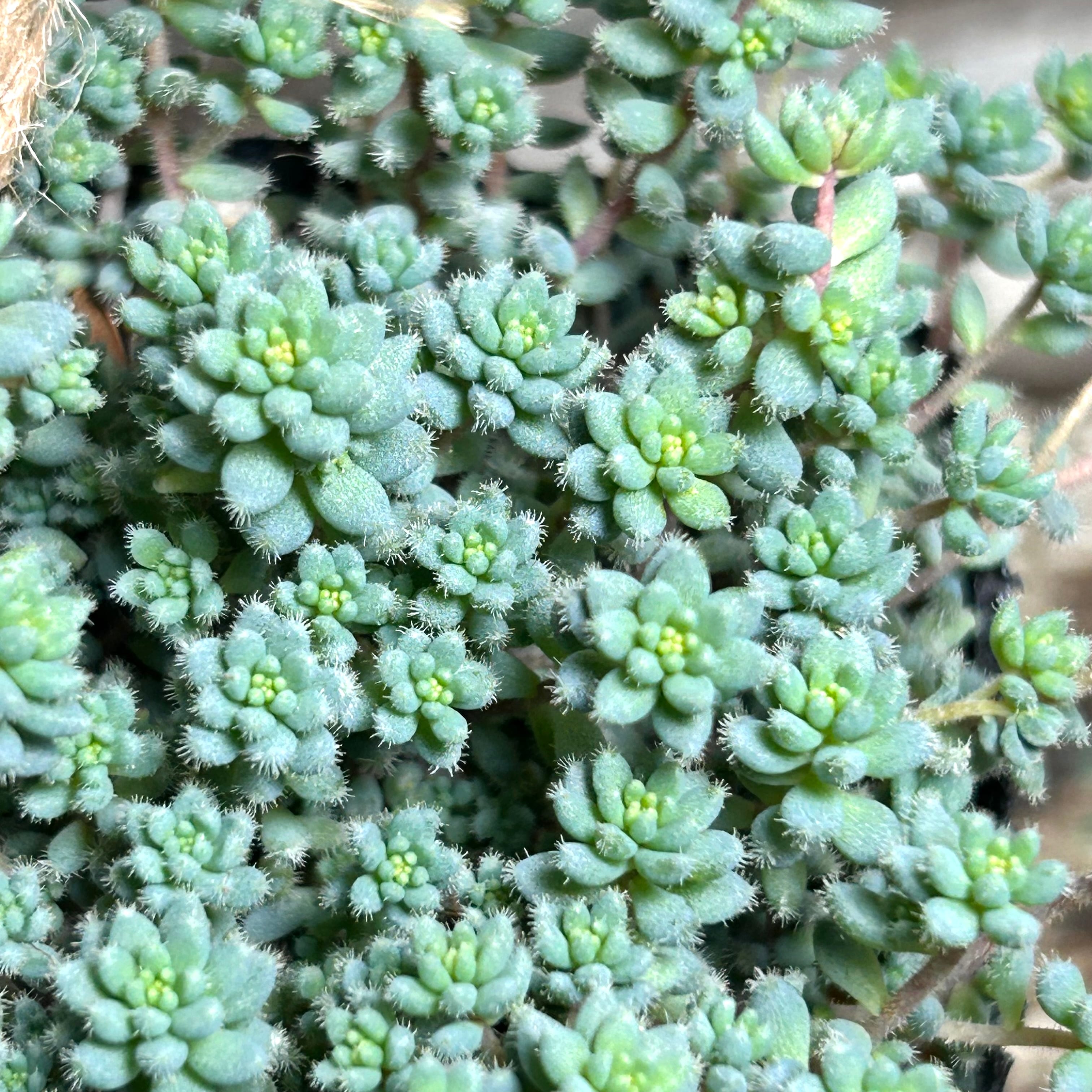 B仙墨(アエオニウム)群生B | RuPo 多肉植物専門店