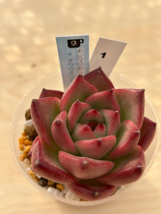 輸入苗☆多肉弁当☆カット苗詰合せ 送料込み