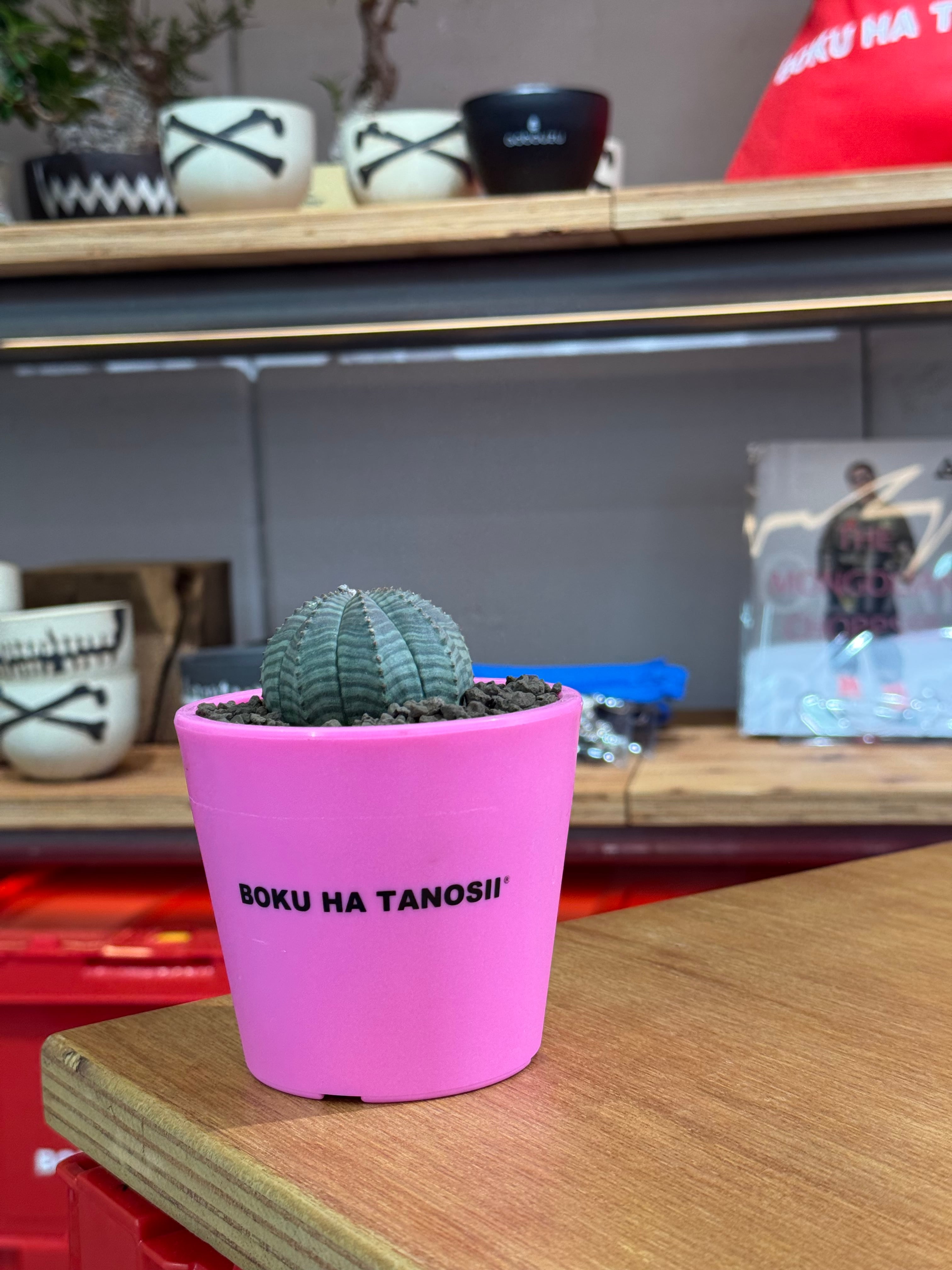 新着】Euphorbia Obesa【まん丸可愛い塊根】ユーフォルビア オベサ