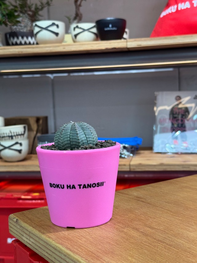 【新着】Euphorbia Obesa【まん丸可愛い塊根】ユーフォルビア オベサ ×  ボクタノ鉢 【BOKU HA TANOSII 】