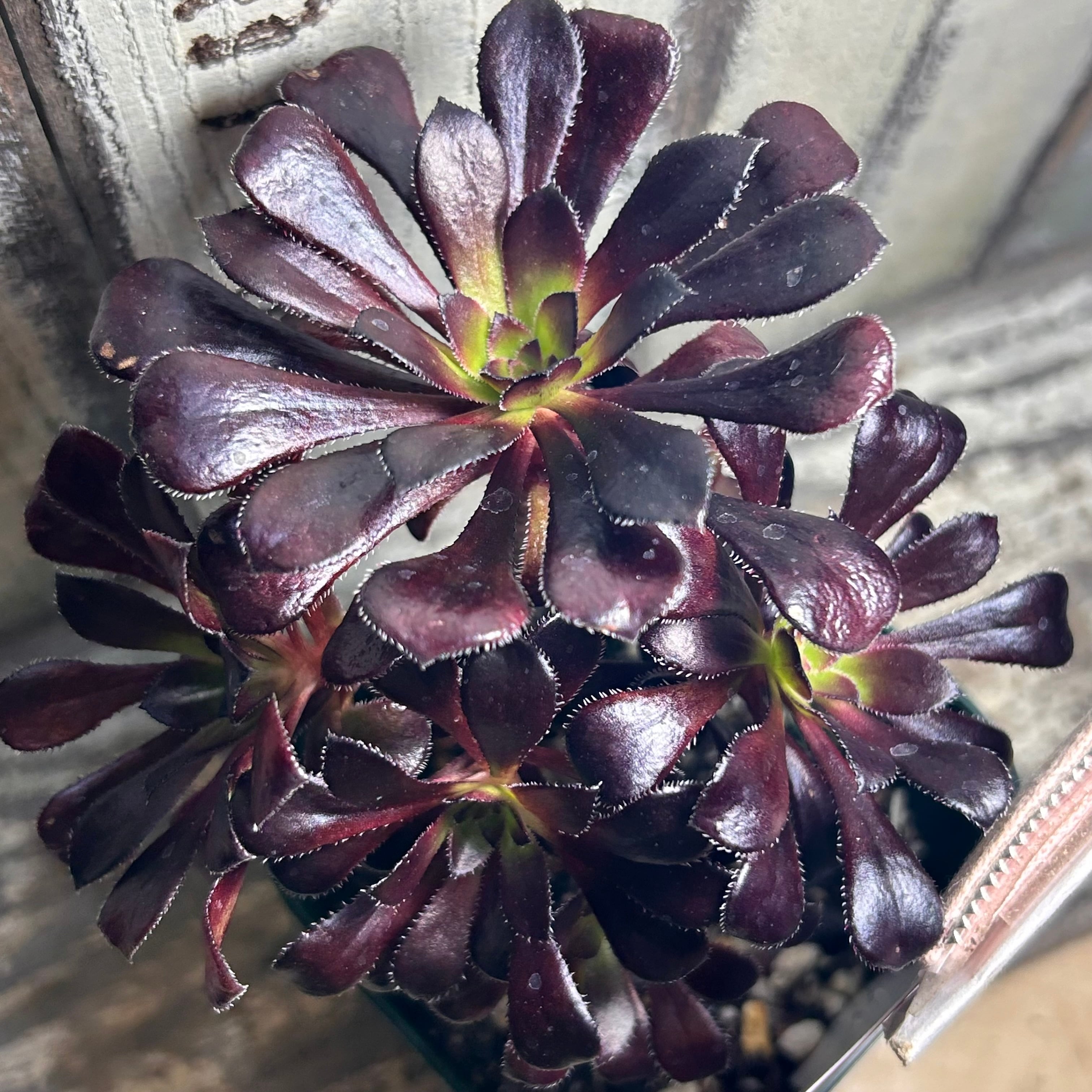 姫秋麗 | RuPo 多肉植物専門店