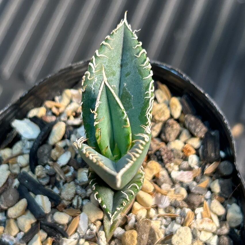 【 23 】oteroi seedling ②