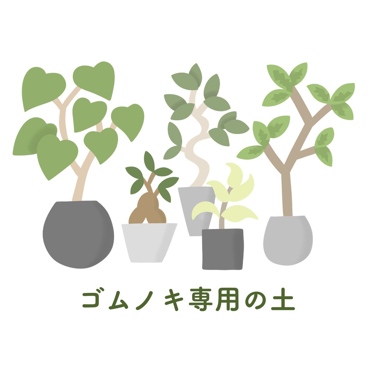 フィカス専用】botani soil 3L | 観葉植物男子の植物棚