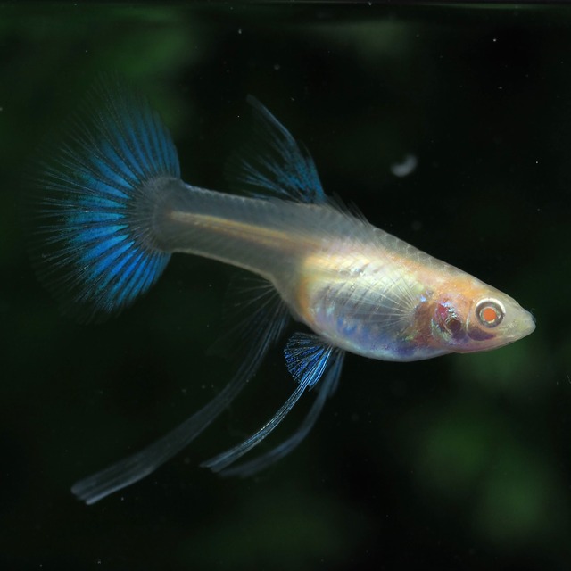 【専用】RREAブルートパーズリボン