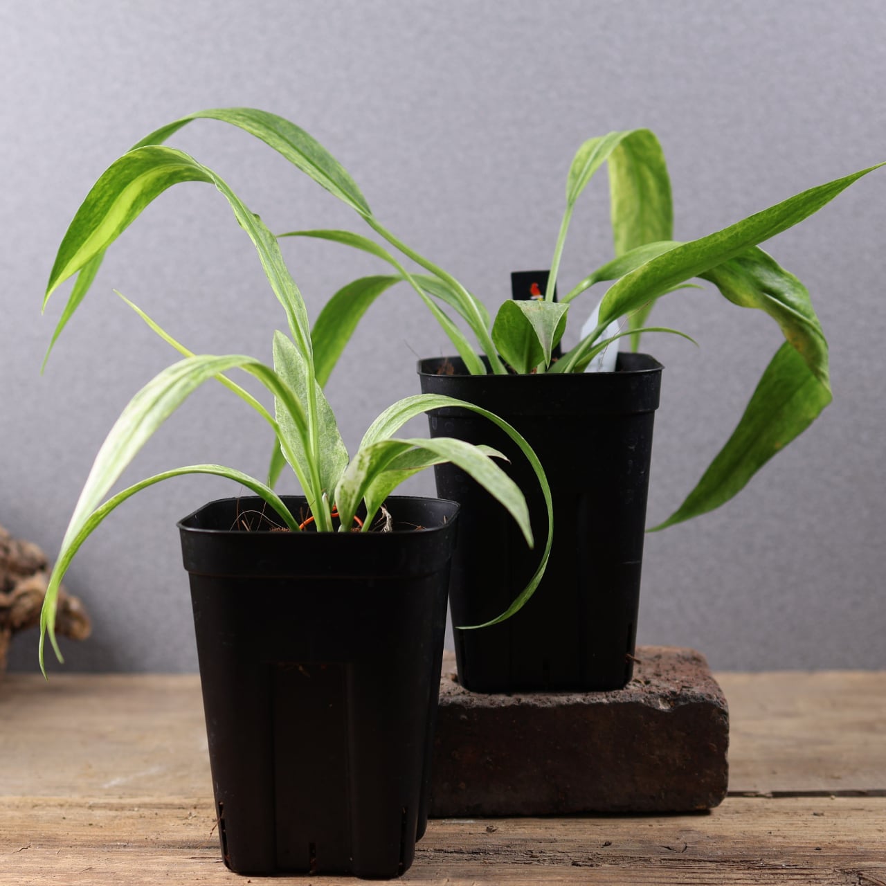 コルクセット 80サイズ箱詰め合わせ』【送料無料】 | MARX PLANTS