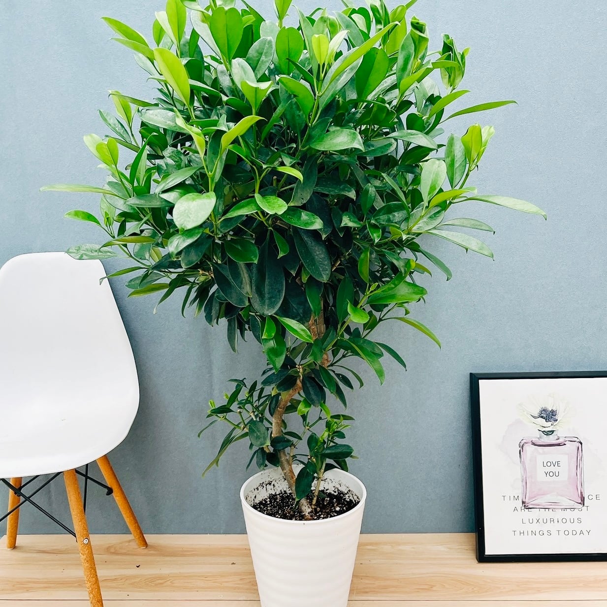 現品］【珍しい】96番 ブコニア レクルバータ バリエガータ 7号 観葉