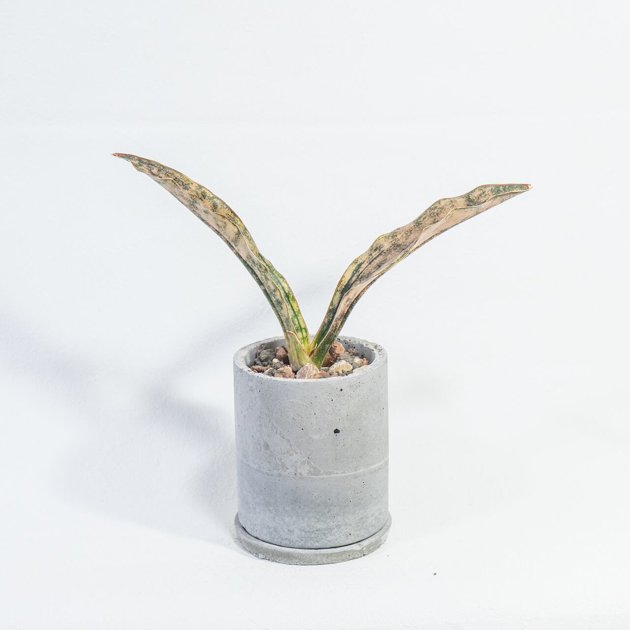 観葉植物 サンセベリア・キルキー・コパトーン 迷彩柄の銅葉が映える自作モルタル鉢仕立て