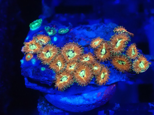 Zoanthus RareColor 4