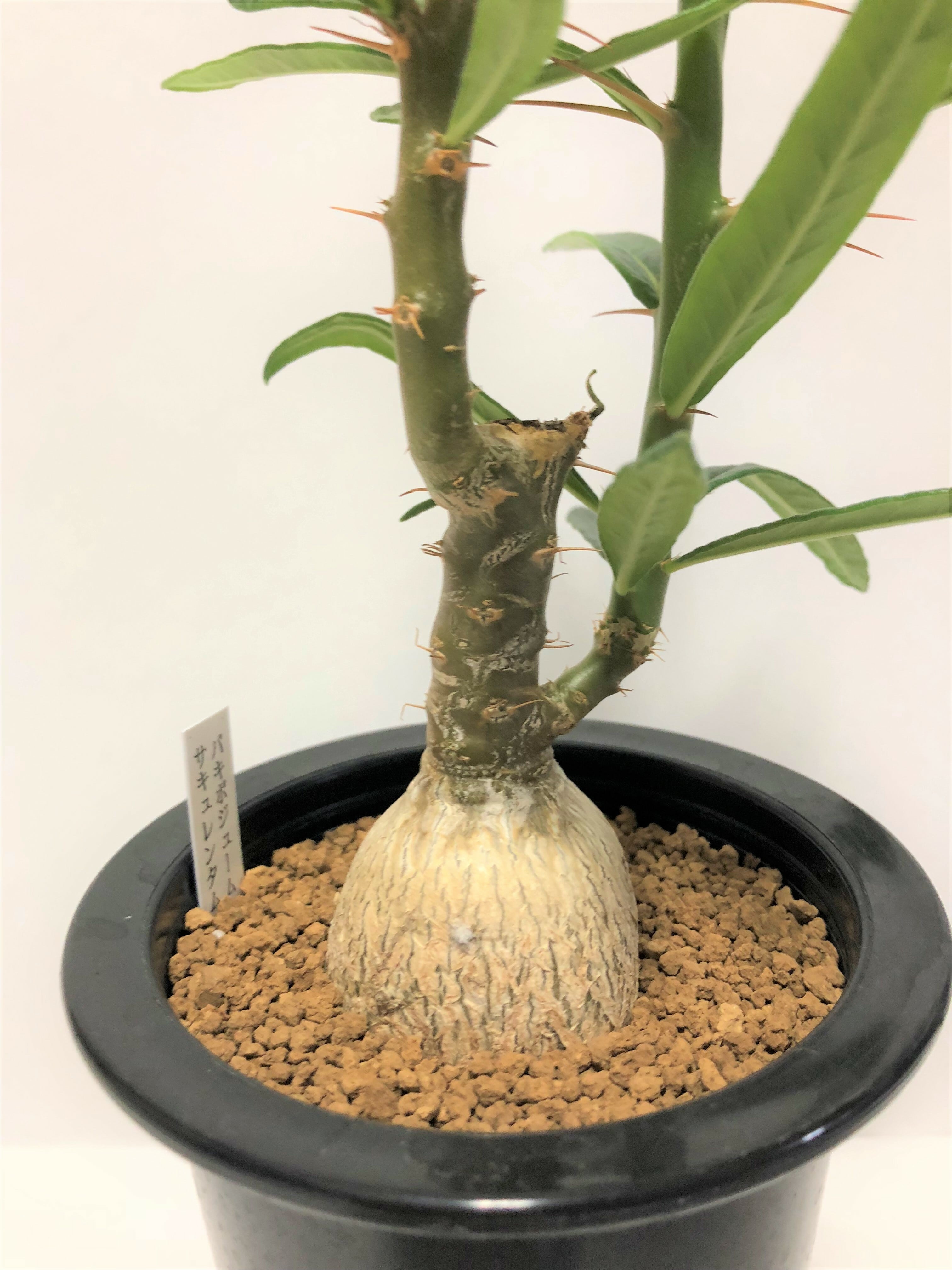 パキポディウム サキュレンタム　Pachypodium succulentum