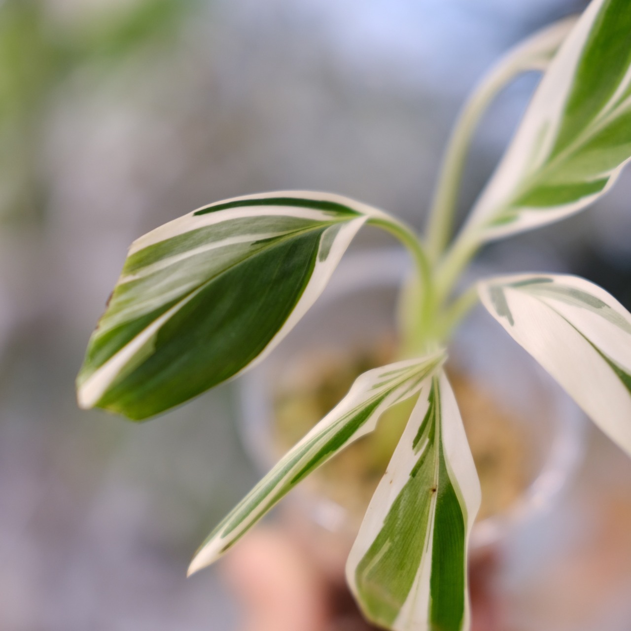 Banana Musa Ae Ae④ / ムサ アエアエ (斑入バナナ)│観葉植物