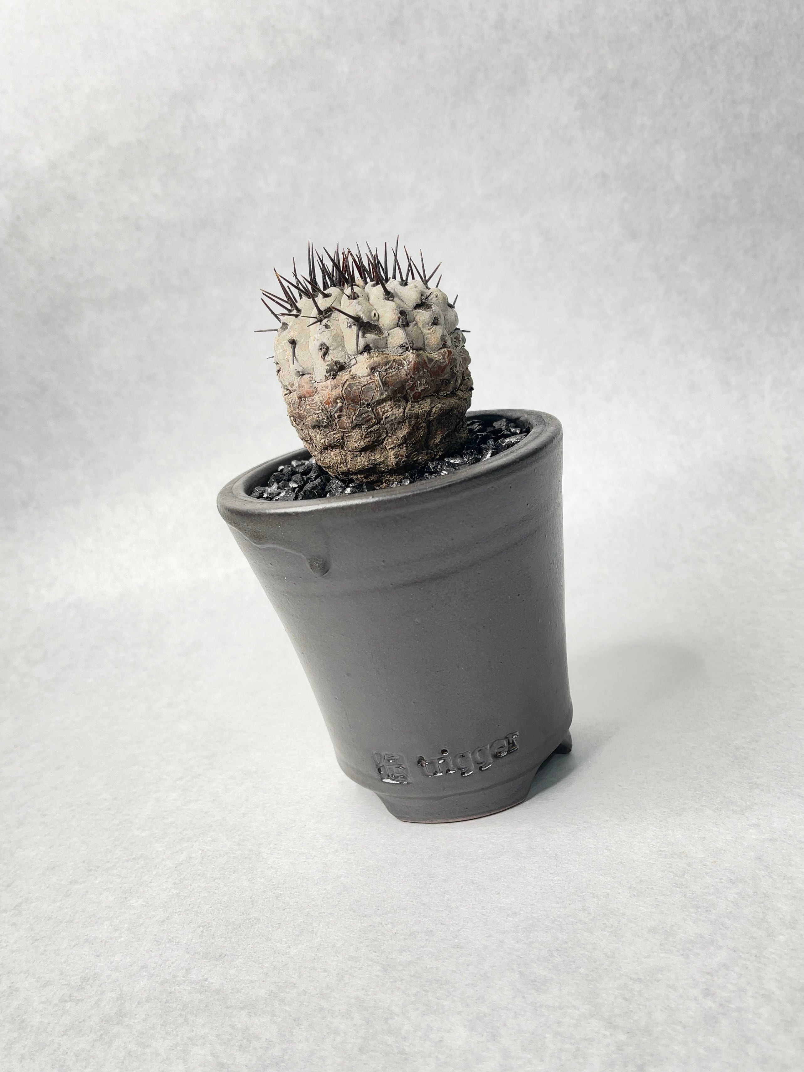 コピアポア シネレア 