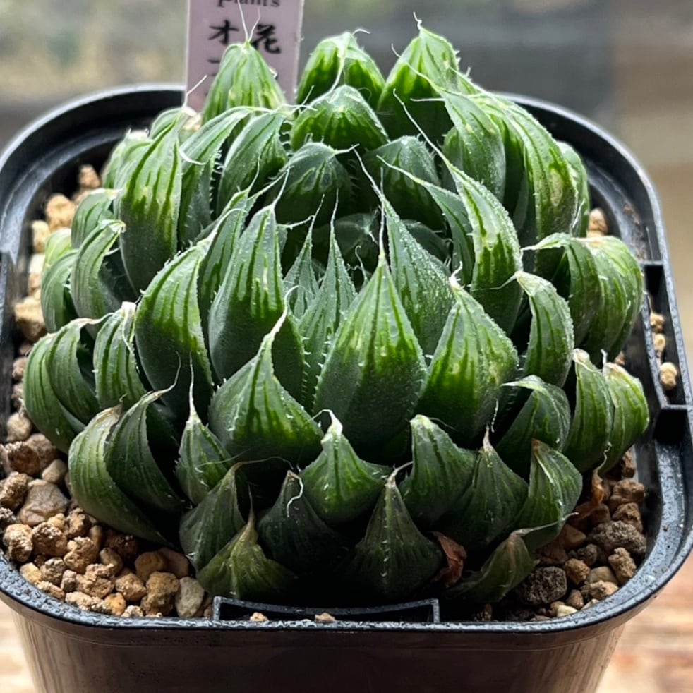 ハオルチア ジェリーフィッシュ錦① | mocono_plants