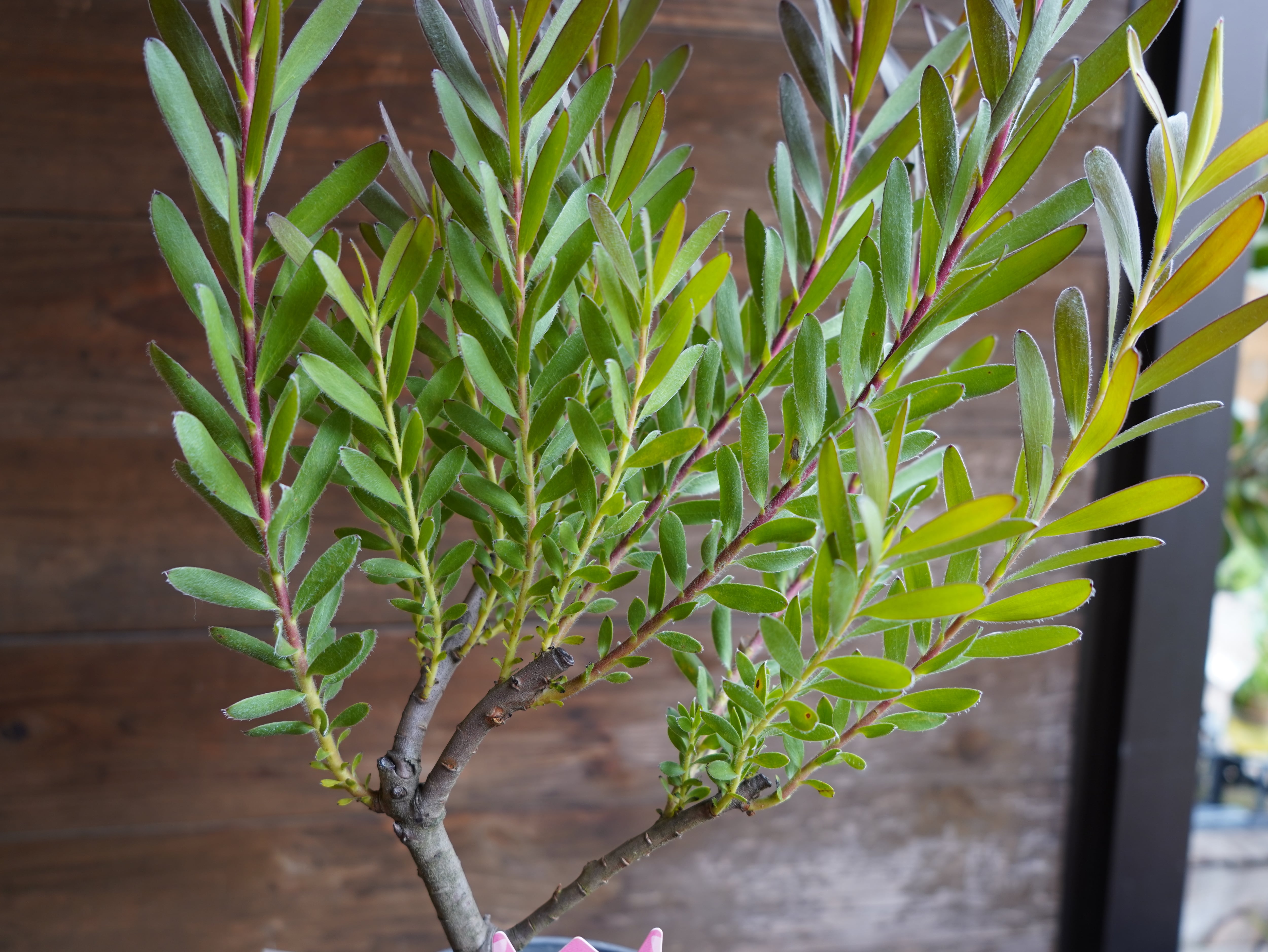 【現物】リューカデンドロン　”Safari Sunset”