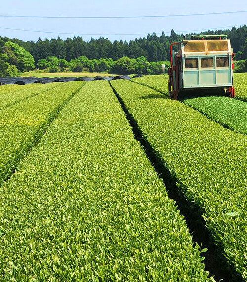 有機栽培 大山みどり 抹茶入白折 80g | 創業享和元年ながた茶店